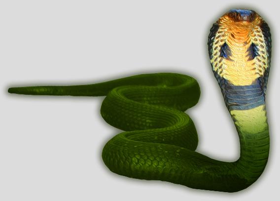 The Wildlife | Promotion pack | Online slot